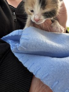Notre histoire de ce 1er mai : un petit chaton à pointé le bout de son nez !