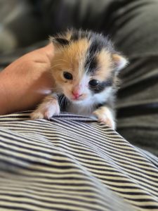 Vous rappelez-vous du petit chaton qui nous a fait une frayeur ce 1er mai ? Voici quelques nouvelles !