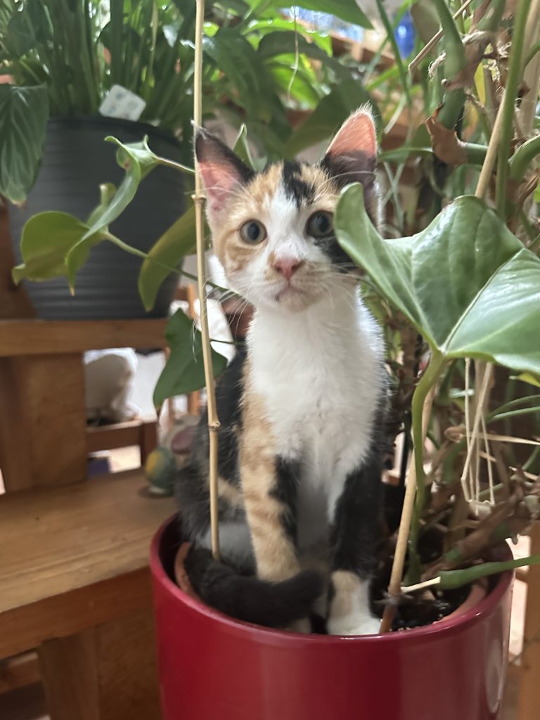 Nala a quelques nouvelles à vous donner !