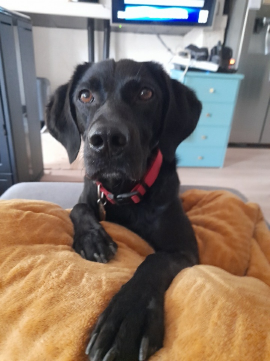 [RETROUVÉ]🆘Disparition de Sacha depuis cet après-midi, secteur Vallée de l’Auchie🆘