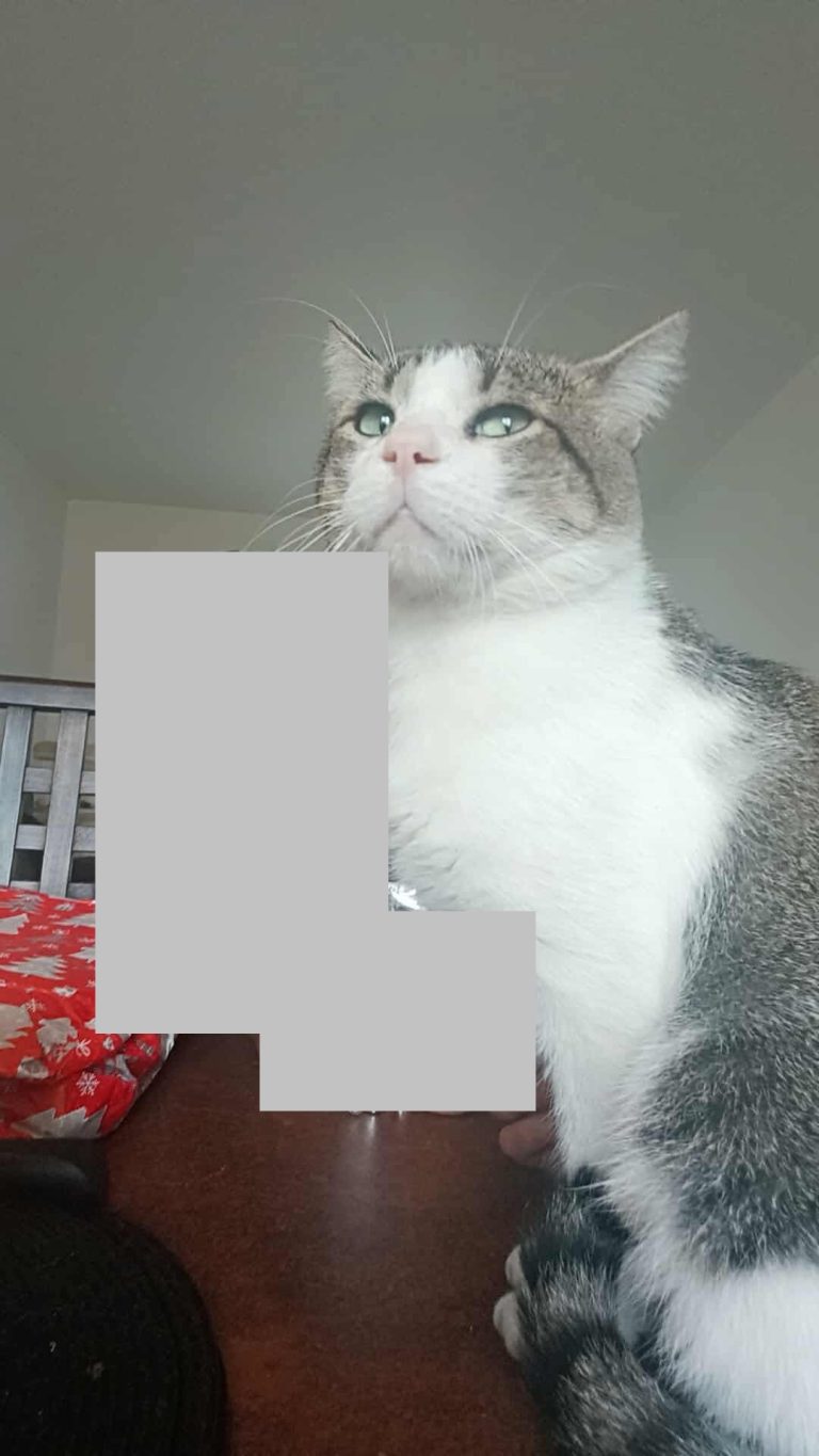 Disparition d’un chat au lotissement de Marsolan
