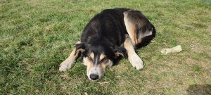 [RETROUVÉ] Disparition de deux chiens sur la commune de Marsolan (Belle et son frère)