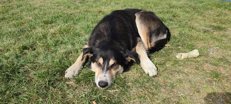 [RETROUVÉ] Disparition de deux chiens sur la commune de Marsolan (Belle et son frère)