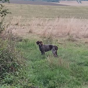 VU – MÂLE BRAQUE ALLEMAND À MARSOLAN CE JOUR