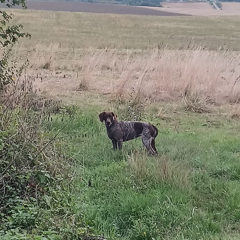 VU – MÂLE BRAQUE ALLEMAND À MARSOLAN CE JOUR