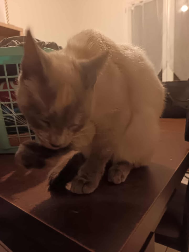 Jeune femelle errante trouvée ce jour sur la commune