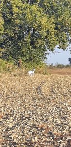 VU – Dalmatien sur Marsolan ce jour