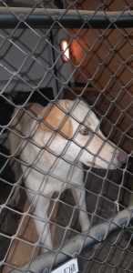 Croisé labrador secteur Cauboue – Marsolan