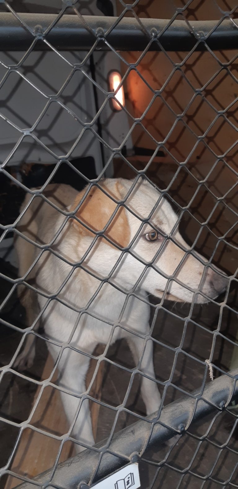 Croisé labrador secteur Cauboue – Marsolan