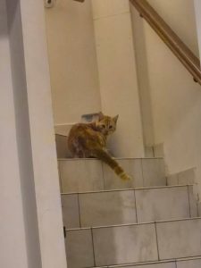 TRÈS JEUNE CHAT TROUVÉ ERRANT SUR LA COMMUNE